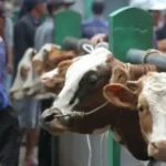 Kisah Vandri, dari Ejekan Jadi Peternak Sukses Idul Adha 2025