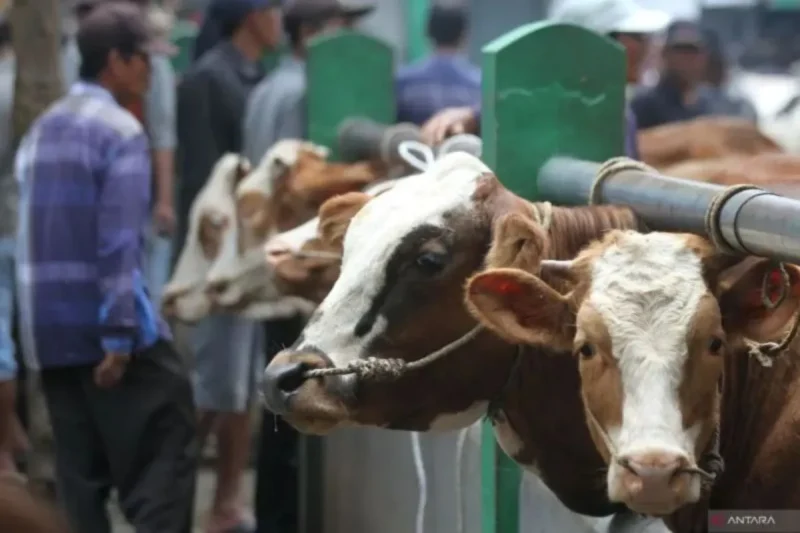 Kisah Vandri, dari Ejekan Jadi Peternak Sukses Idul Adha 2025