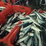Uni Eropa Perketat Impor Ikan dari Negara Berkembang