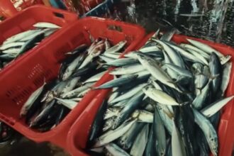 Uni Eropa Perketat Impor Ikan dari Negara Berkembang