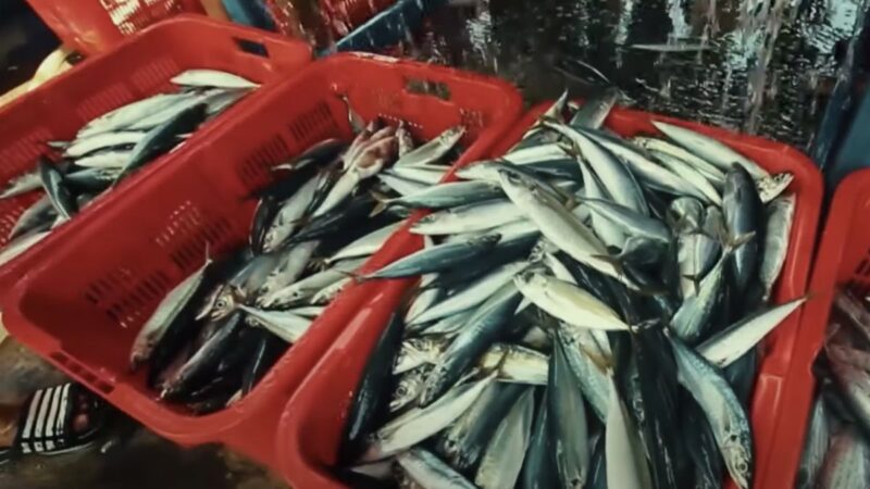 Uni Eropa Perketat Impor Ikan dari Negara Berkembang