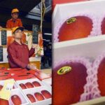 Mangga Jepang “Telur Matahari” Tembus Rp3,5 Juta per Buah, Seunik Apa Rasanya?