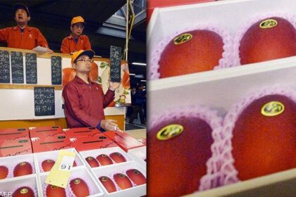 Mangga Jepang “Telur Matahari” Tembus Rp3,5 Juta per Buah, Seunik Apa Rasanya?