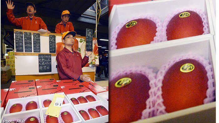 Mangga Jepang “Telur Matahari” Tembus Rp3,5 Juta per Buah, Seunik Apa Rasanya?
