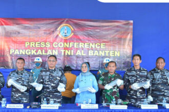 Benur lobster senilai Rp29 miliar yang digagalkan TNI AL di Pelabuhan Merak, Cilegon, disiapkan untuk dilepasliarkan kembali ke laut.