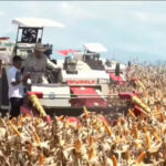 Presiden Prabowo Subianto turut serta panen raya jagung di Bengkayang, Kalimantan Barat, Kamis (5/6/2025).