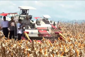 Presiden Prabowo Subianto turut serta panen raya jagung di Bengkayang, Kalimantan Barat, Kamis (5/6/2025).